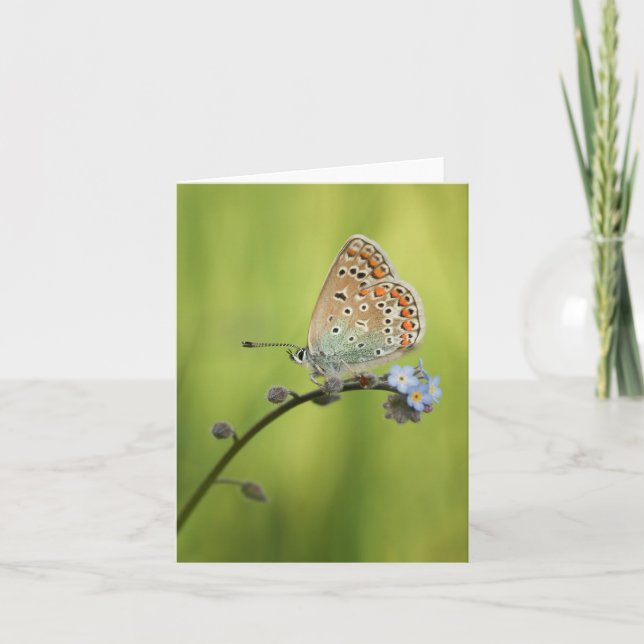 Butterfly Nature Photo Card (Front)