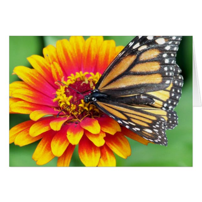 Butterfly on a Flower (Front Horizontal)