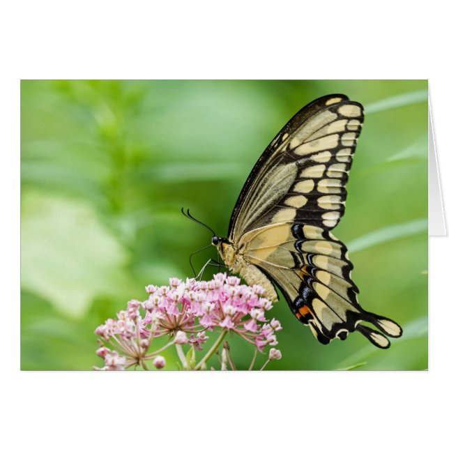 Butterfly On A Flower (Front Horizontal)