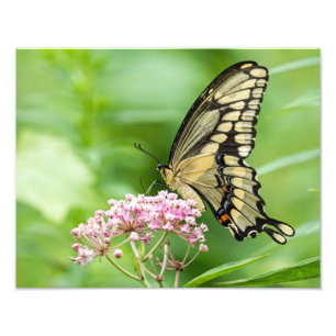 Butterfly On A Flower Photo Print