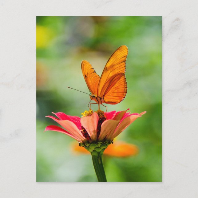 Butterfly on a Flower Postcard (Front)