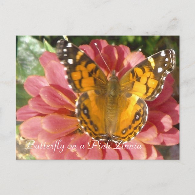 Butterfly on a Pink Zinnia Postcard (Front)