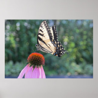 Butterfly on a Purple Coneflower Poster