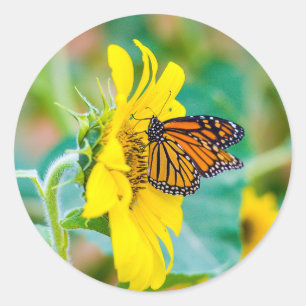 Butterfly on a Sunflower Classic Round Sticker