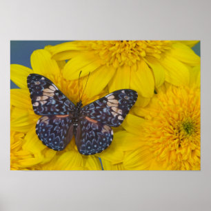 Butterfly on a Yellow Flower Poster