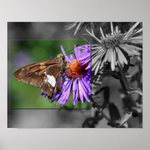 Butterfly On Aster Flower Partial Colour Poster