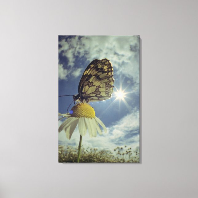Butterfly on camomile flower with sun, canvas print (Front)