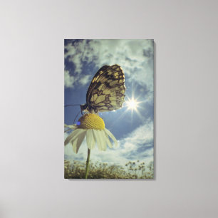Butterfly on camomile flower with sun, canvas print