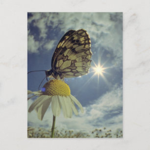 Butterfly on camomile flower with sun, postcard