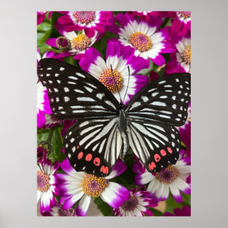 Butterfly on cineraria flowers poster