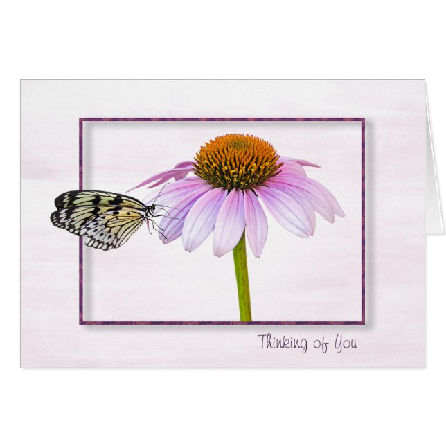 Butterfly on Cone Flower (Front Horizontal)