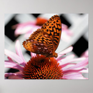 Butterfly On Coneflower 2  Poster