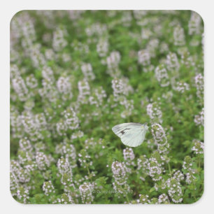 Butterfly on Creeping Thyme Square Sticker