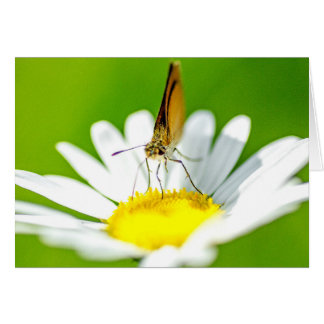 Butterfly on Daisy