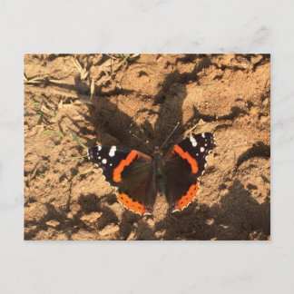 butterfly on dirt postcard