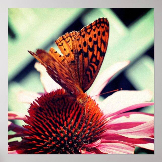 Butterfly On Echinacea Coneflower Close Up Poster (Front)