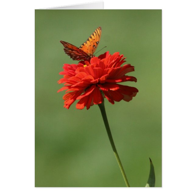 Butterfly on flower (Front)