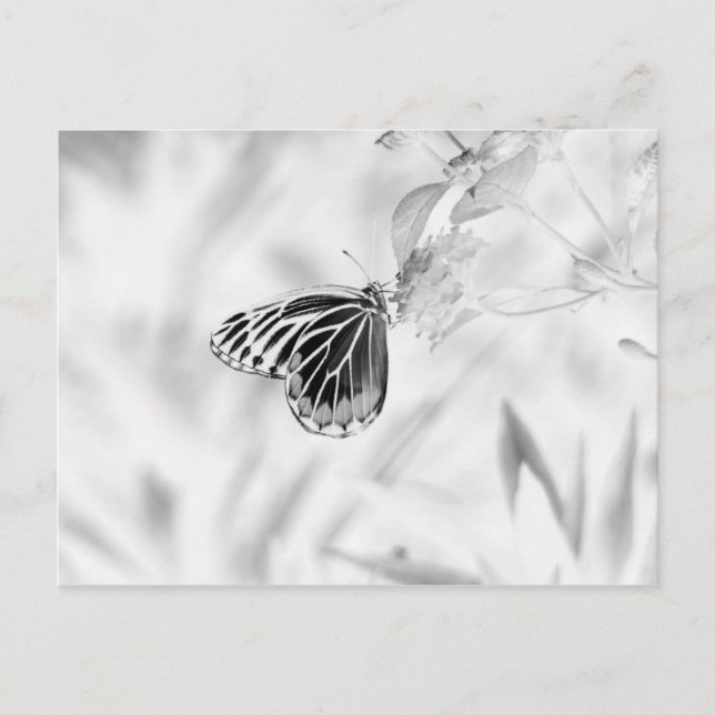 Butterfly on flower - Black and White Postcard (Front)