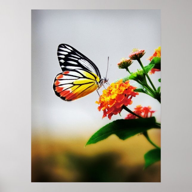 Butterfly on flower poster (Front)