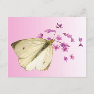 Butterfly on Flowers Postcard