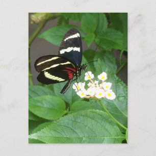 Butterfly on flowers postcard