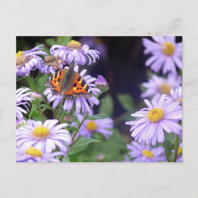 Butterfly On Flowers Postcard (Front)