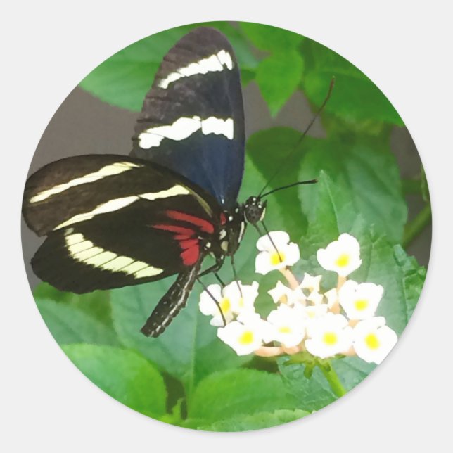 Butterfly on flowers stickers (Front)