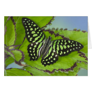 Butterfly on Green