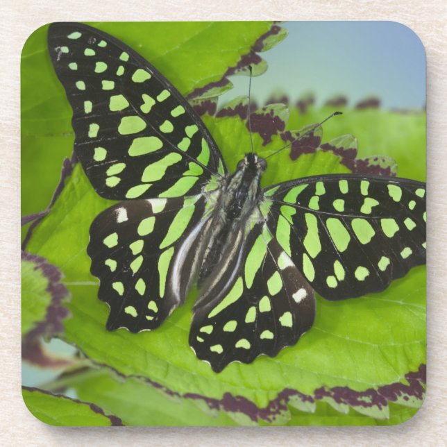 Butterfly on Green Coaster (Front)