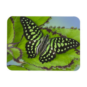 Butterfly on Green Magnet