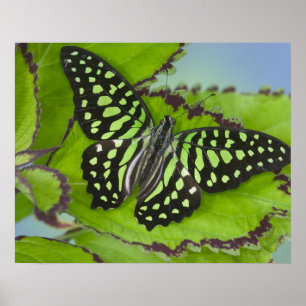 Butterfly on Green Poster