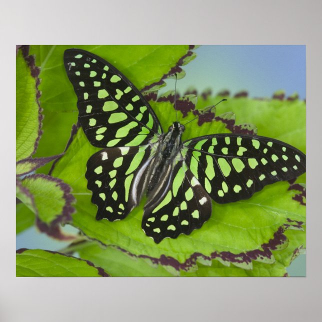 Butterfly on Green Poster (Front)