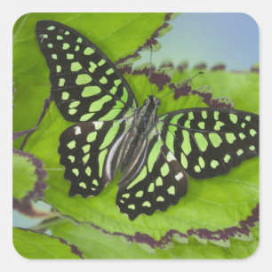 Butterfly on Green Square Sticker