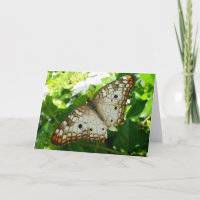 Butterfly on Jasmine Tropical Nature Photography