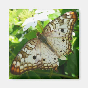 Butterfly on Jasmine Tropical Nature Photography Magnet