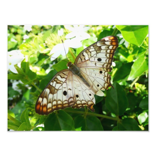 Butterfly on Jasmine Tropical Nature Photography Photo Print (Front)