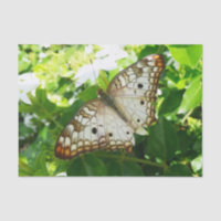 Butterfly on Jasmine Tropical Nature Photography