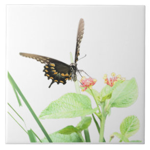Butterfly on Lantana, on White Tile