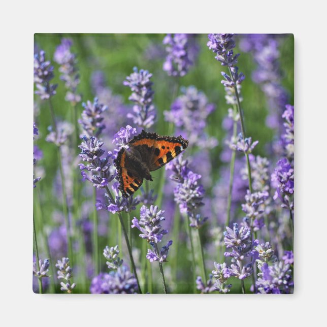 Butterfly on Lavender Fridge Magnet (Front)