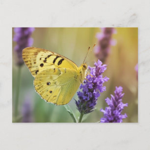 Butterfly on Lavender Postcard