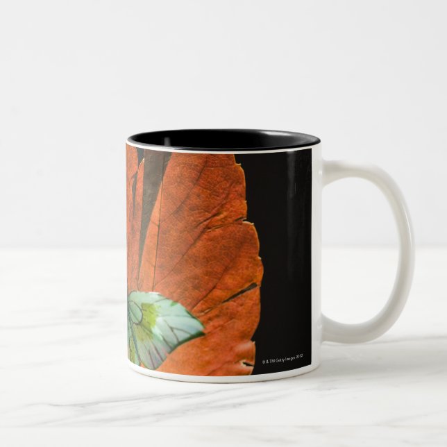 Butterfly on leaf 2 Two-Tone coffee mug (Right)