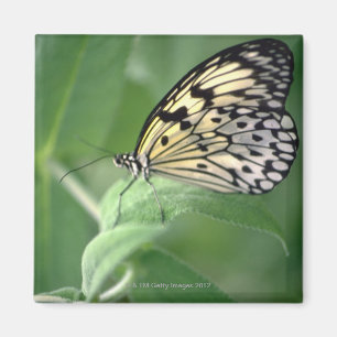 Butterfly on leaf magnet
