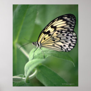 Butterfly on leaf poster