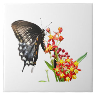 Butterfly on Milkweed Blooms, on White Tile