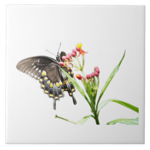 Butterfly on Milkweed Blooms, on White Tile