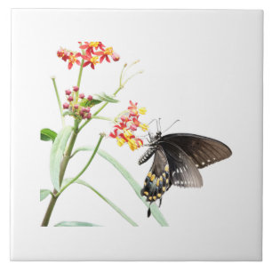 Butterfly on Milkweed Blooms, on White  Tile