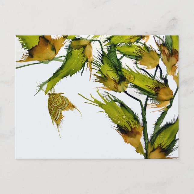 "Butterfly on Milkweed" postcard (Front)