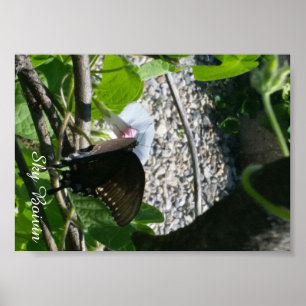 butterfly on morning glory poster