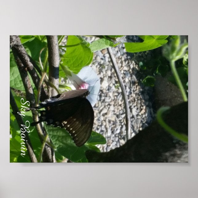 butterfly on morning glory poster (Front)