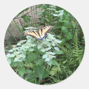 Butterfly on Mountain Mint (Pycnanthemum) sticker